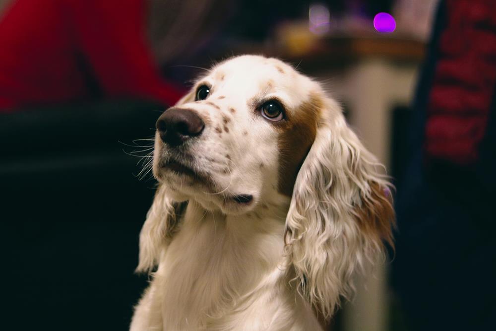 View of Blue-Green Algae Poisoning in Dogs | Rock Knoll Animal Hospital