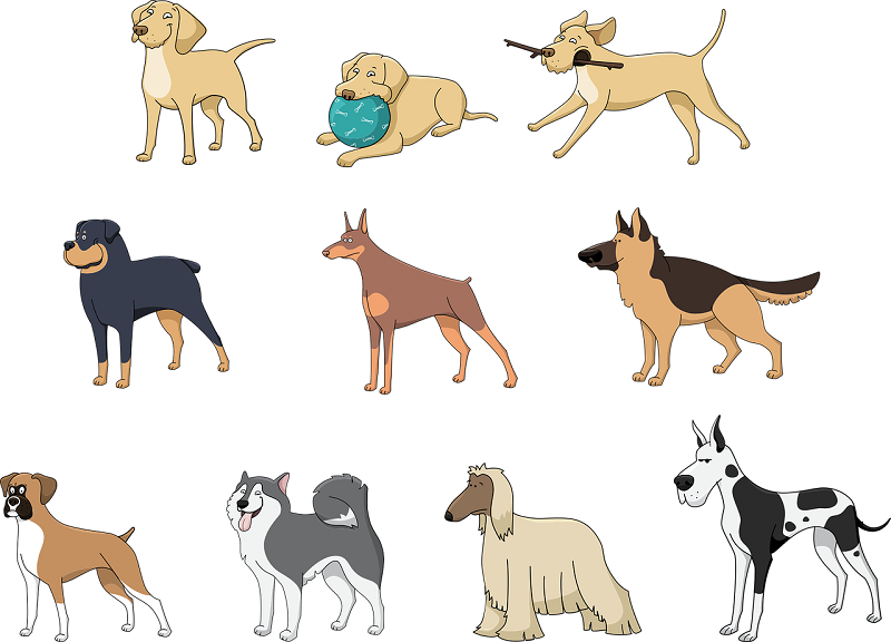 A Guide To Different Dog Breeds | Rock Knoll Animal Hospital