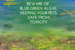 Beware of Blue-Green Algae Keeping Your Pets Safe from Toxicity